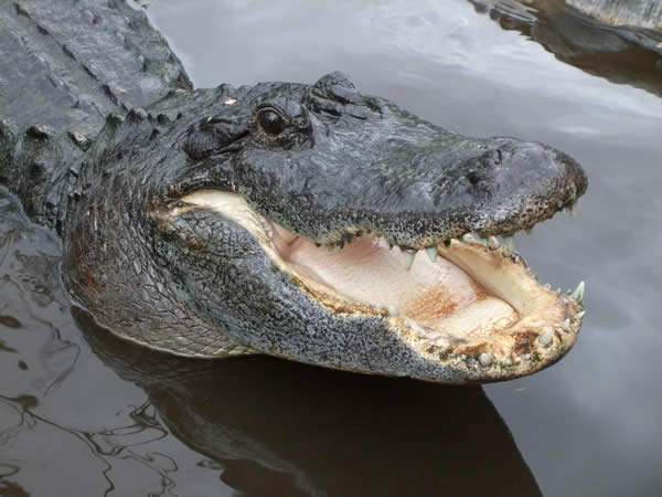 Large adult American alligator showing its broad snout, armoured body and long muscular tail