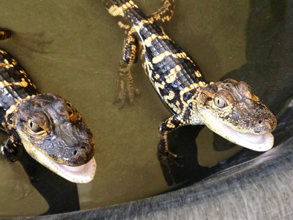 Young American alligator hatchlings showing their small bodies and yellow juvenile markings
